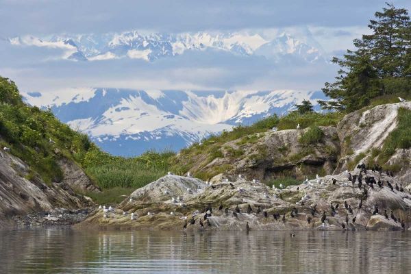 AK, Glacier Bay NP Cormorants on rocks